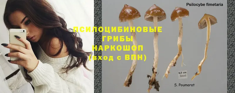 где купить наркоту  Набережные Челны  Галлюциногенные грибы Psilocybine cubensis 